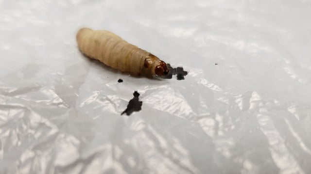 plastic-eating caterpillar.