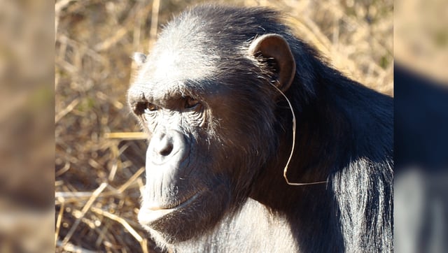 Chimps Are Sticking Grass In Their Ears And Rears As They Embrace “Pointless” Fad