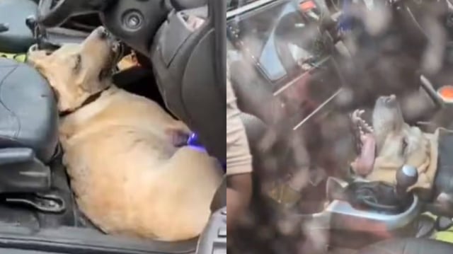 Pet Dies Of Extreme Heat And Suffocation in Vrindavan | Image: X