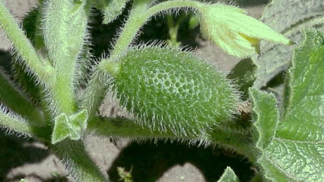 close-up of a prickly squirting green cucumber
