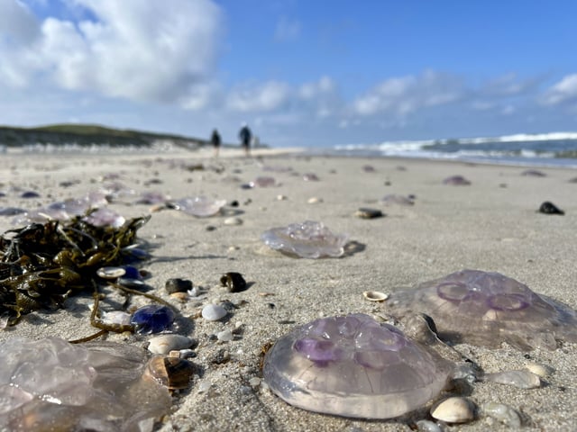 Dutzende toter Quallen liegen am Strand von Sylt.