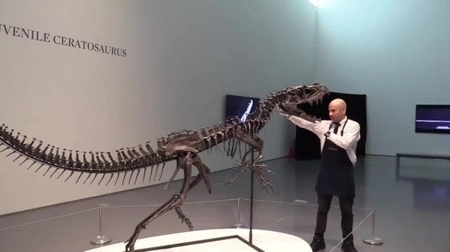 Está expuesto desde hoy y hasta el 15 de julio en la sede de Sotheby’s en la Gran Manzana, está en buenas condiciones y tiene el cráneo completo.
