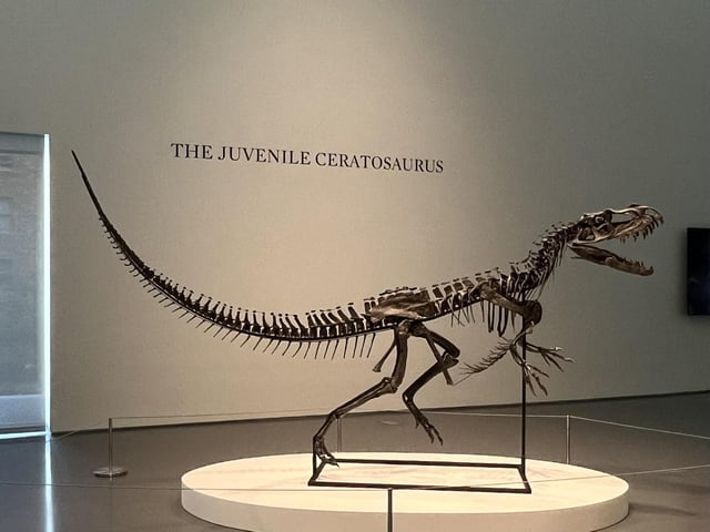 Sotheby's presenta en Nueva York la estrella de su nueva subasta, un ´dinosaurio bebé´