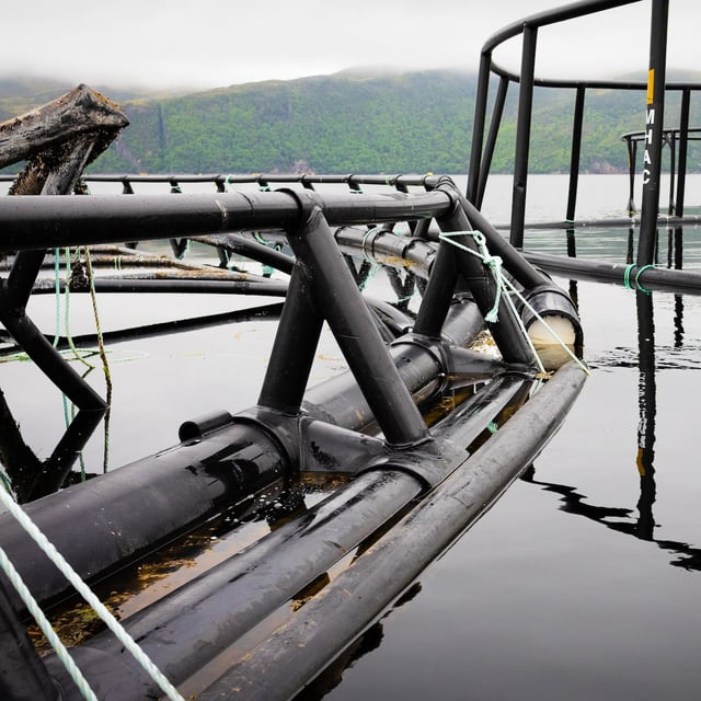 Degraded and broken sea cages and old salmon farming equipment tied together and anchored at The Locker near Gaultois, N.L., on June 23, 2025, as shown in this handout photo. THE CANADIAN PRESS/Handout - Atlantic Salmon Federation - Andrew Clarke
(Mandatory Credit)