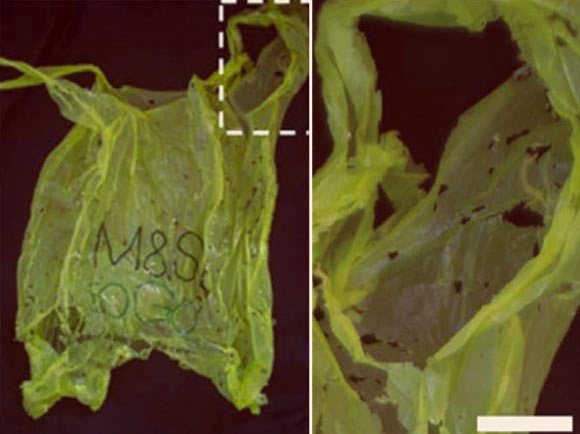 Polyethylene degradation by wax worms. Left: plastic bag after exposure to about 100 wax worms for 12 hours; Right: magnification of the area indicated in the image at left. Image credit: Bombelli et al, doi: 10.1016/j.cub.2017.02.060.