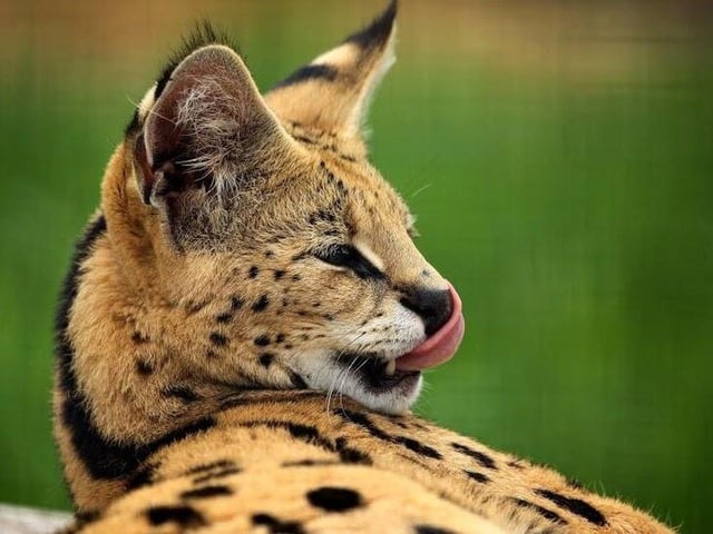 File photo: A serval cat