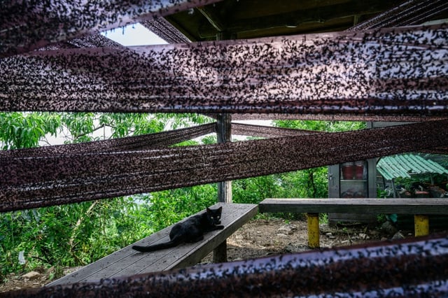 While lovebugs are seen by South Korean officials as 'beneficial insects', scientists warn climate change could lead to an invasion of more harmful species