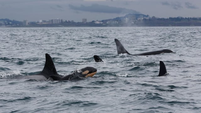 This photo from the Centre for Whale Research shows a new orca calf in the southern resident killer whale population. A new report warns that the whales face extinction without more urgent action.