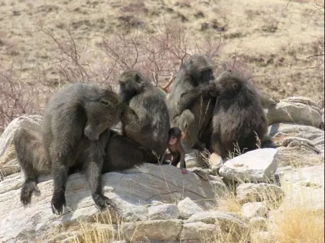 Un grupo de babuinos chacma en plena sesión de acicalamiento.