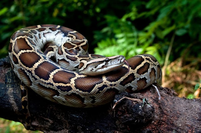© dwi putra stock via Shutterstock