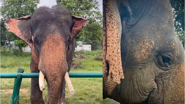 Asia’s Oldest Elephant Vatsala  | Image: X