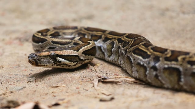 Burmese pythons evolved to digest bones as a crucial source of calcium.