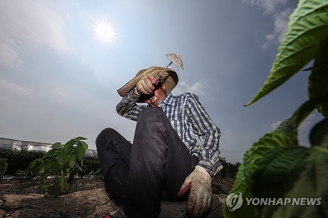 A farmer wipes off sweat while pulling weeds on farmland in North Gyeongsang Province on July 8, 2025, as a heat wave gripped the country. (Yonhap)