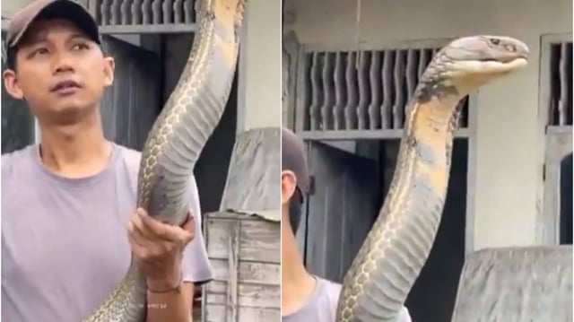 Real Size of a King Cobra  | Image: X