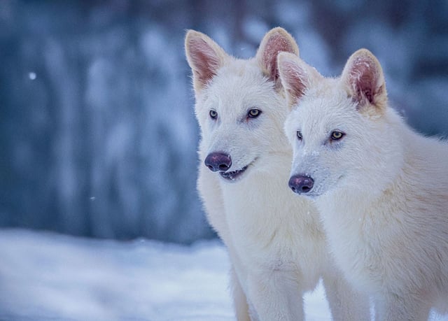 Two of Colossal’s dire wolf pups at age three months