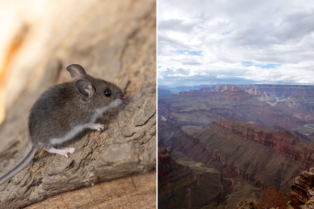 A deer mouse (left) and a view of the Grand Canyon (right).