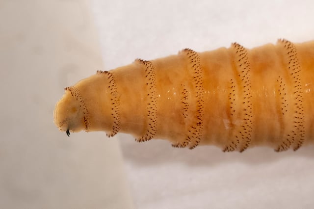 New World screwworm fly (Cochliomyia hominivorax) on Friday, Jun 06, 2025, in College Station, Texas. (Michael Miller/Texas A&M AgriLife)