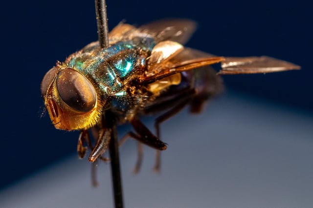 The adult fly form of the New World screwworm has a blue-green metallic exoskeleton.