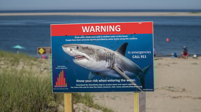 Photos from the encounter show two college students reacting with shock and horror as the ocean predator swims by.