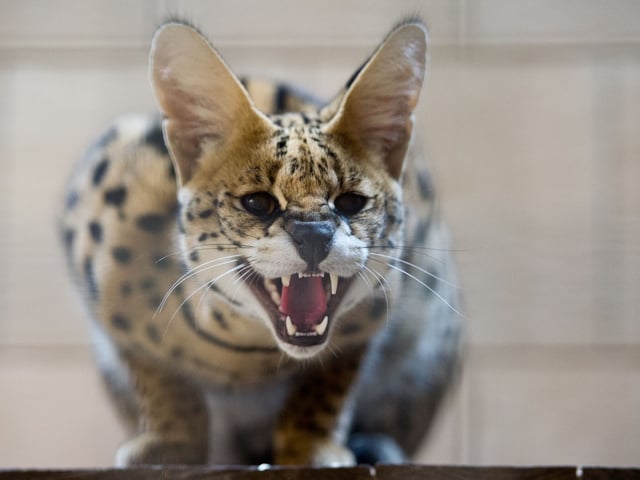 Serval in Schleswig-Holstein entlaufen
