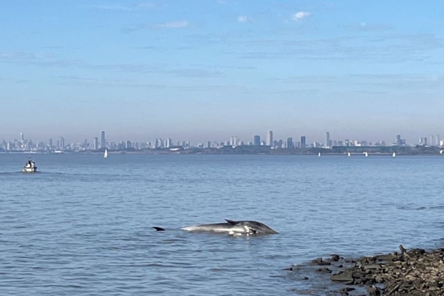 La ballena quedó varada en la costa de Vicente López