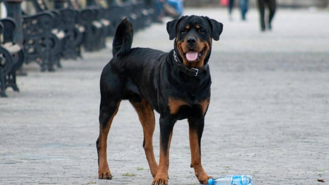 Animal husbandry minister Nilkanth Halarnkar said that once approved, the bill will ban aggressive dog breeds including Rottweilers, Pitbulls, and Bulldogs (File/Pexel)