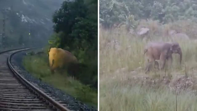 The train remained stationary for over two hours, allowing the elephant to safely deliver her calf 