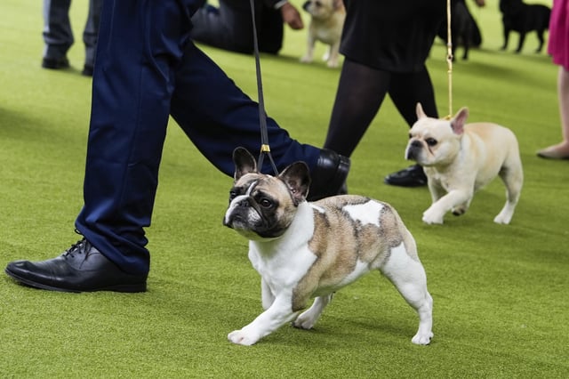 French bulldogs compete at the Westminster Dog Show in New York City on May 13, 2024.