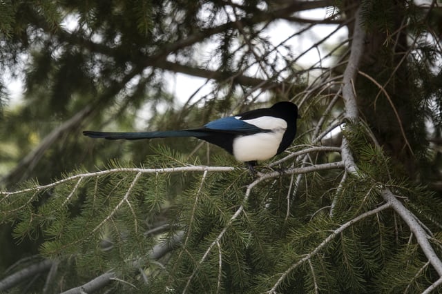 April 12, 2022, Boulder, Colorado, USA: A black-billed magpie is seen on April 12, 2022, in Boulder. 