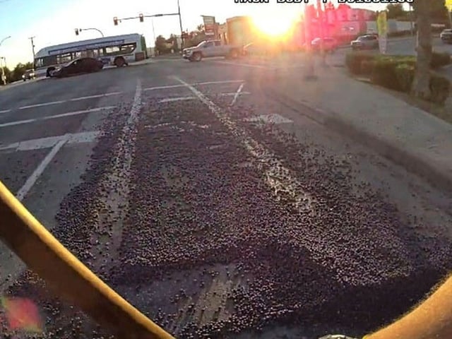 Thousands of blueberries spilled out of a truck near Lougheed Highway and Wren Street on June 29, 2025.