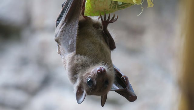 UC Berkeley researchers used wireless recording devices to track neural activity in Egyptian fruit bats, revealing new clues to how our long-term memories are formed.