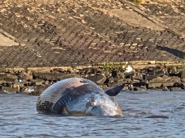 Una ballena quedó encallada en la costa de Vicente López. Foto: Fernando de la Orden.