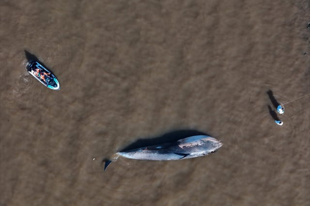 El cuerpo de la ballena se encuentra a la vista de los visitantes de la Costanera Norte