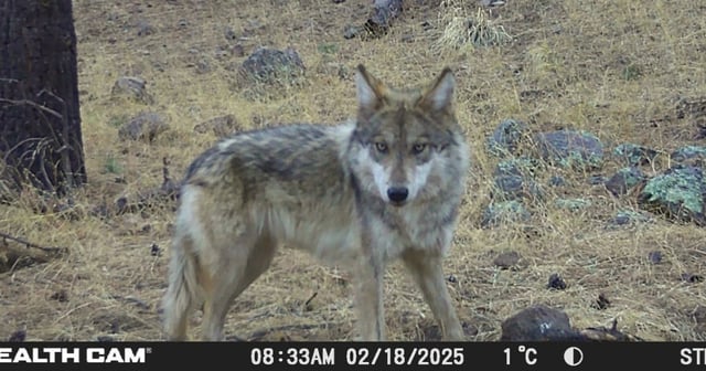 Ejemplar de lobo mexicano (Canis lupus baileyi) registrado por una cámara trampa en el Área de Protección de Flora y Fauna Campo Verde, Chihuahua. La imagen muestra un lobo joven en su entorno natural, lo que confirma su nacimiento en libertad como parte del éxito del programa de reintroducción.
