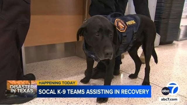 LA County Fire Department K-9 Prentiss is one of the Southern California dogs who headed to Texas on Wednesday, July 9, 2025, to help in search and recovery efforts following deadly flooding. (Image from video courtesy of ABC7 Los Angeles)