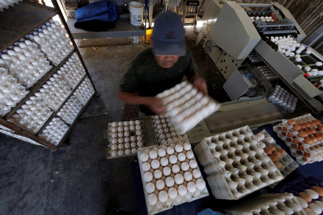 A ranch worker carries and sorts eggs on a semi-automated production line at Hilliker's Ranch Fresh Eggs in Lakeside, California, U.S., April 19, 2022. Picture taken April 19, 2022. REUTERS/Mike Blake/File Photo