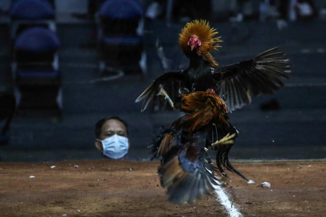 Filipinos from all walks of life wager millions of dollars on matches every week between roosters who fight to the death with razor-sharp metal spurs tied to their legs