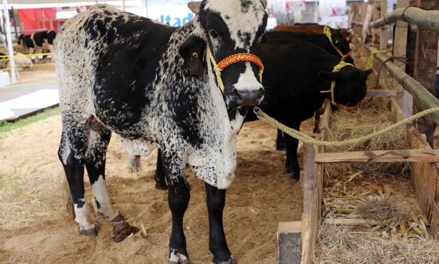 Por nuevo caso de gusano barrenador EU frena importación de ganado