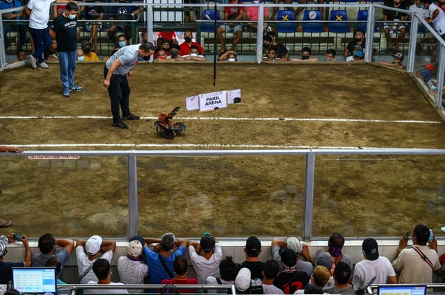 Cockfighting survived coronavirus pandemic restrictions by going online, drawing many more gamblers who use their mobile phones to place wagers