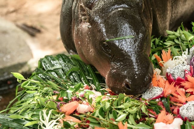 Le bébé hippopotame pygmée Moo Deng mange son gâteau d'anniversaire au zoo de Khao Kheow, le 10 juillet 2025 à Chonburi, en Thaïlande