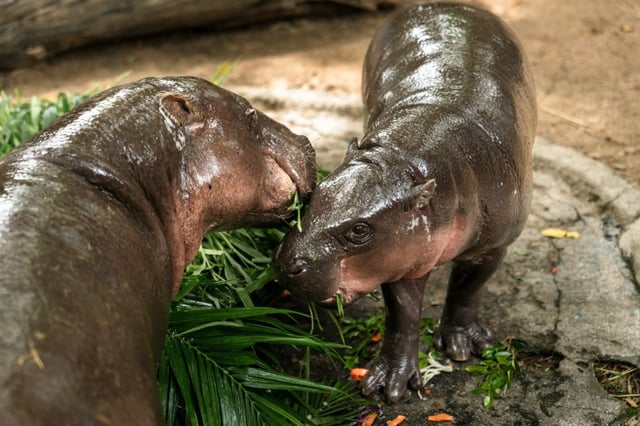 Le bébé hippopotame pygmée Moo Deng (d) mange son gâteau d'anniversaire avec sa mère au zoo de Khao Kheow, le 10 juillet 2025 à Chonburi, en Thaïlande