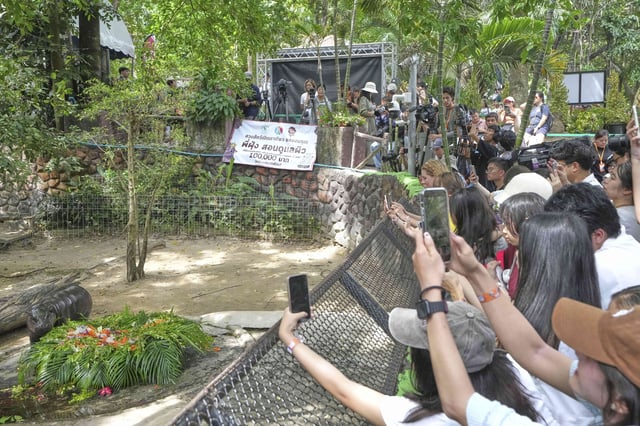 Baby pygmy hippo Moo Deng eats fruit presented for her first birthday celebration at the Khao Kheow Open Zoo in Chonburi province, Thailand, Thursday, July 10, 2025. (AP Photo/Sakchai Lalit)
