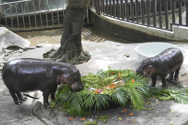 A baby pygmy Moo Deng, right, with mother Jona, eats fruit presented for her first birthday celebration at the Khao Kheow Open Zoo in Chonburi province, Thailand, Thursday, July 10, 2025. (AP Photo/Sakchai Lalit)