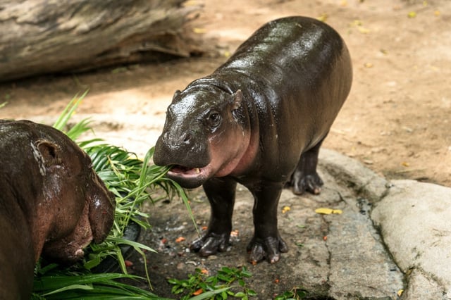 Als unwiderstehlich süßes Baby ist das Zwergflusspferd Moo Deng zum Tiktok-Star geworden, nun ist die große Attraktion eines thailändischen Zoos ein Jahr alt geworden.