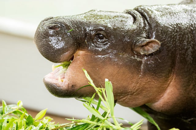 Moo Deng eats a fruit topped cake with her mother Jonah during a celebration for her first birthday at the Khao Kheow Open Zoo on July 10, 2025 in Pattaya, Thailand. 
