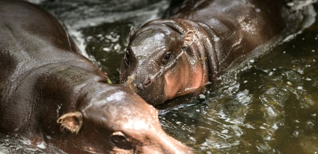 Le bébé hippopotame pygmée Moo Deng (d), nage avec sa mère au zoo de Khao Kheow, le 10 juillet 2025 à Chonburi, en Thaïlande