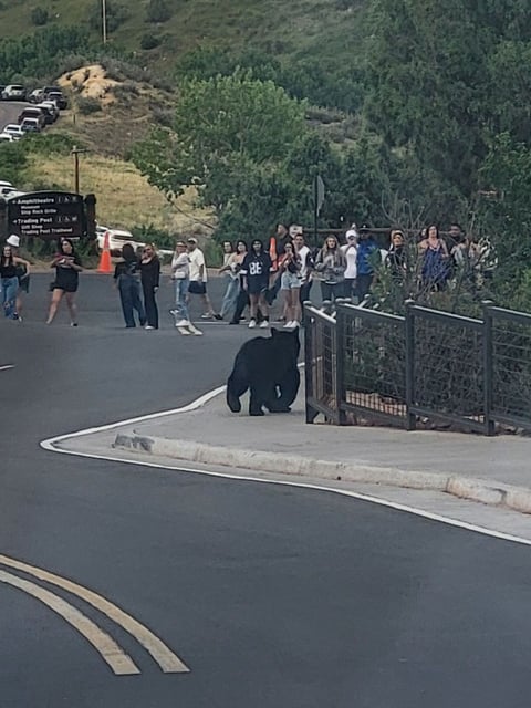 Two bears were spotted wandering around Red Rocks Ampitheatre before a Russ concert on July 8, 2025. (Courtesy of Jon Amundson/Denver7)