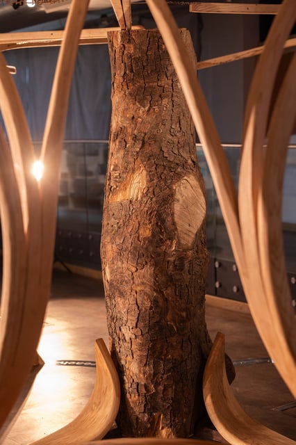 The trunk is surrounded by a wood canopy in the exhibition.