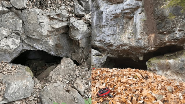 Four New Species Of Blind “Dragon Pseudoscorpions” Discovered In South Korean Caves
