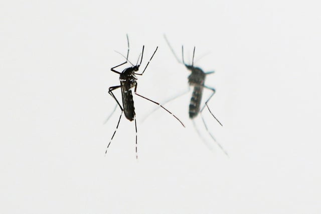 Die Ständige Impfkommission hat erstmals eine Reiseimpfung gegen Chikungunya für bestimmte Personengruppen empfohlen. Unter anderem sollten sich Kinder ab zwölf Jahren, die in Gebiete mit aktuellem Chikungunya-Ausbruch reisen, impfen lassen.